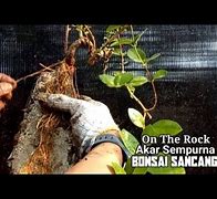 Cara Membuat Bonsai Sancang On The Rock